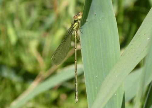 Chalcolestes viridis